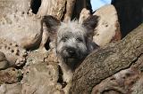 SKYE TERRIER 059